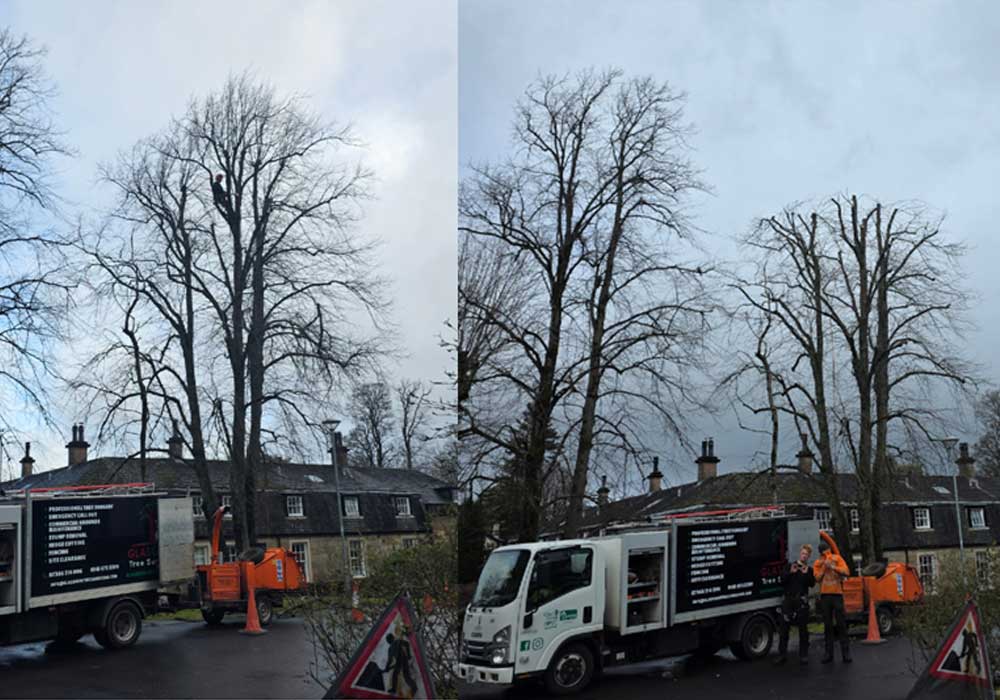 Professional crown reduction work in Glasgow