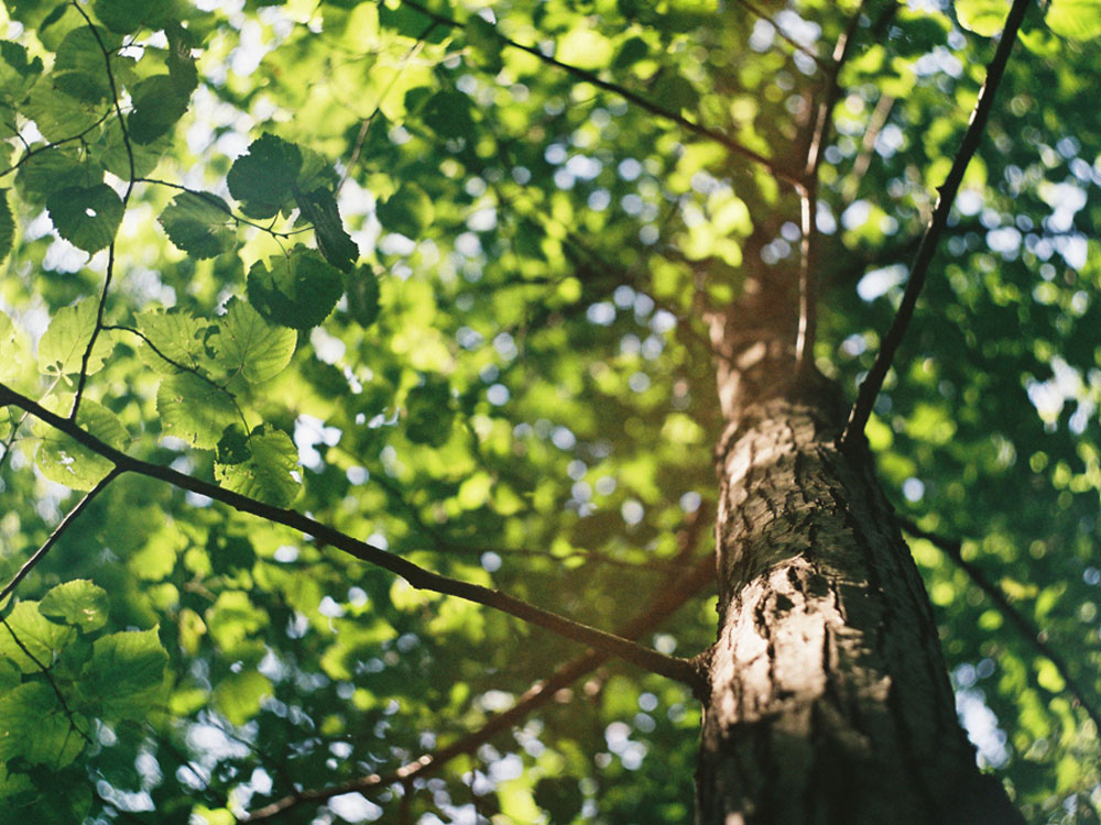 Professional tree inspection in Glasgow